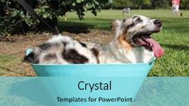  Presentation with dog bath - PPT layouts enhanced with bath in a water background and a arctic colored foreground