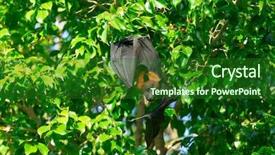  Presentation with branch - Cool new slides with batman - bat hanging on a tree backdrop and a forest green colored foreground