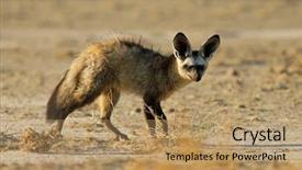  Presentation with safari south africa - PPT layouts consisting of bats wildlife - bat-eared fox otocyon megalotis kalahari background and a coral colored foreground
