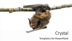  Presentation with branch - Presentation theme with bats wildlife - old common bent-wing bat perched background and a white colored foreground