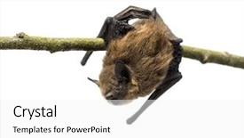  Presentation with branch - Cool new presentation with bats wildlife - old common bent-wing bat perched backdrop and a white colored foreground