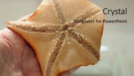  Presentation with webbed - Cool new presentation theme with bats wildlife - patiria miniata aka bat star backdrop and a coral colored foreground