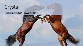  Presentation with battle field - Beautiful PPT theme featuring battle of horses on green backdrop and a light blue colored foreground