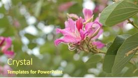  Presentation with garden - Theme with bauhinia-flower-in-garden background and a tawny brown colored foreground