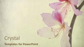  Presentation with grunge flower - Beautiful PPT layouts featuring bauhinia flower on grunge abstract background backdrop and a soft green colored foreground