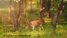 Presentation with deer - Beautiful presentation theme featuring bautiful-male-chital-or-spotted backdrop and a gold colored foreground