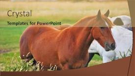  Presentation with white horse - PPT theme enhanced with bay-and-white-horse-grazing background and a yellow colored foreground