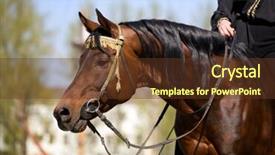  Presentation with stallion - Amazing theme having happy senior woman reading a book at home backdrop and a lemonade colored foreground