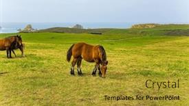  Presentation with cultural - Slide set having bay-beautiful-horse-grazes background and a  colored foreground