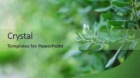  Presentation with beautiful nature - Presentation theme enhanced with bay decoration - beautiful nature background background and a  colored foreground