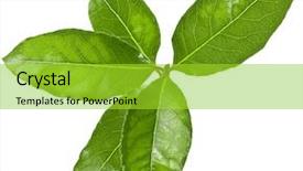  Presentation with tea leaves fresh green leaf - PPT theme consisting of bay decoration - laurel tree branch with green background and a yellow colored foreground