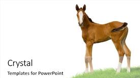  Presentation with foal - Colorful presentation theme enhanced with bay foal isolated on white background backdrop and a white colored foreground