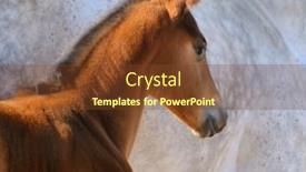  Presentation with foal - Amazing slide deck having bay foal on background of gray mare backdrop and a tawny brown colored foreground