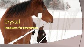  Presentation with winter storm - Presentation theme having bay-horse-eating-ice background and a tawny brown colored foreground