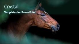  Presentation with horse head - Presentation design enhanced with bay horse head on black background and a tawny brown colored foreground