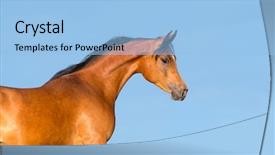  Presentation with horse head - Slides consisting of bay horse head on blue background arabian mare background and a light blue colored foreground