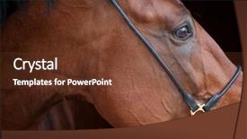  Presentation with horse head - Slides featuring bay horse isolated on black background head background and a tawny brown colored foreground