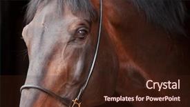  Presentation with horse head - PPT theme enhanced with bay horse isolated on black background head and neck background and a wine colored foreground