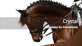  Presentation with white horse - Theme consisting of bay horse isolated on white background and a wine colored foreground