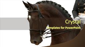  Presentation with white horse - Beautiful PPT theme featuring dressage - bay horse isolated on white backdrop and a tawny brown colored foreground