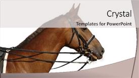  Presentation with white horse - Presentation consisting of bay horse isolated on white background and a light gray colored foreground