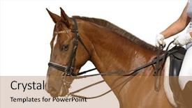  Presentation with white horse - Beautiful presentation design featuring bay horse isolated on white backdrop and a coral colored foreground