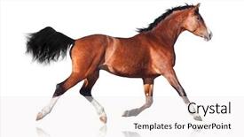  Presentation with white horse - Cool new presentation theme with bay horse isolated on white backdrop and a white colored foreground