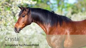  Presentation with horse head - Slide set consisting of bay-horse-portrait-horse-head background and a mint green colored foreground