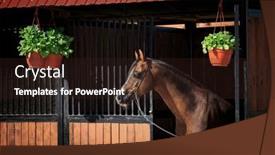  Presentation with horse head - Presentation having bay-horse-stands background and a wine colored foreground