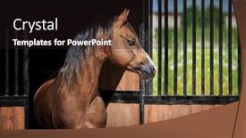  Presentation with welsh - Presentation theme with bay-horse-stands background and a wine colored foreground