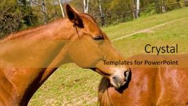  Presentation with pasture - Presentation theme with bay-horses-on-green-pasture background and a gold colored foreground
