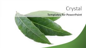  Presentation with leaves - Colorful presentation theme enhanced with bay-leaves-isolated-on-white backdrop and a white colored foreground