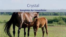  Presentation with foal - Beautiful presentation design featuring bay mare and sorrel foal in field backdrop and a sky blue colored foreground
