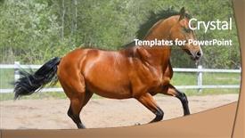  Presentation with stallion - Presentation design featuring bay stallion of ukrainian riding background and a  colored foreground