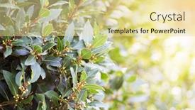  Presentation with growing tree - Amazing PPT theme having winning ingredients - bay tree growing in autumn backdrop and a blonde colored foreground