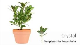  Presentation with growing tree - Cool new presentation theme with bay tree herb growing in a terracotta pot with leaf sprig over white background backdrop and a white colored foreground