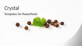  Presentation with allspice - Audience pleasing presentation design consisting of bayberry - allspice and parsley leaf backdrop and a  colored foreground