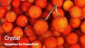  Presentation with guava fruits psidium guajava - PPT layouts with bayberry - background of red fruits background and a  colored foreground