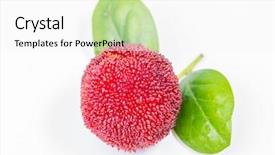  Presentation with co2 increases produce freshness saves fuel - Cool new presentation theme with bayberry - close up of freshness waxberry backdrop and a  colored foreground