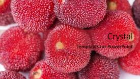  Presentation with red and white - Slides having bayberry - red and ripe waxberry background and a  colored foreground
