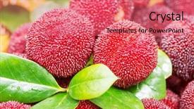  Presentation with red black and white - Presentation theme consisting of bayberry - red and ripe waxberry background and a  colored foreground
