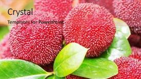  Presentation with red and white - Beautiful slide deck featuring bayberry - red and ripe waxberry backdrop and a  colored foreground