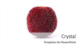  Presentation with red and white - Slides consisting of bayberry - red waxberry on white background background and a  colored foreground