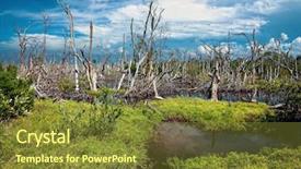  Presentation with flooding - Amazing theme having bayou - flooding forest beautiful landscape photo backdrop and a tawny brown colored foreground
