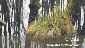  Presentation with mystic - PPT theme enhanced with bayou - mystic foggy swamp with dead background and a violet colored foreground