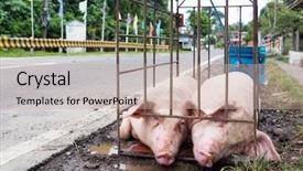  Presentation with pigs - Colorful presentation design enhanced with be cooked in a philippines backdrop and a soft green colored foreground