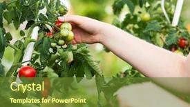  Presentation with gardening - Slides featuring be seen harvesting fresh tomato background and a tawny brown colored foreground