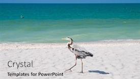  Presentation with ocean - Colorful slides enhanced with beach-and-ocean-scenics backdrop and a light gray colored foreground