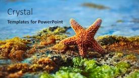  Presentation with starfish - Presentation consisting of beach-beautiful-starfish background and a light blue colored foreground