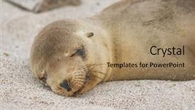  Presentation with animal nature - Slide deck featuring beach galapagos islands animal background and a coral colored foreground